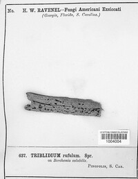 Rhytidhysteron rufulum image